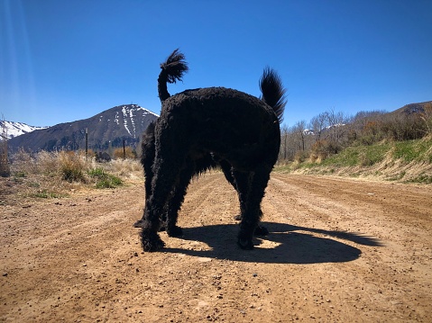 Portrait of two black dogs greeting each other in a two-tailed shape on a dirt road in the mountainous countryside