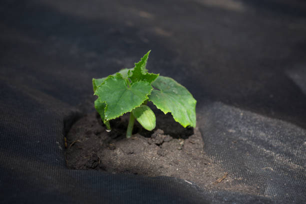 istock small sprout of cucumber grows from the ground on agrofibre 1220791129