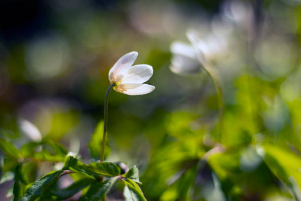 istock snowdrops in the forest in spring 2 1220791215