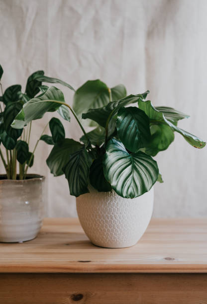 Potted plant calathea orbifolia Potted plant calathea orbifolia on a wooden table calathea photos stock pictures, royalty-free photos & images