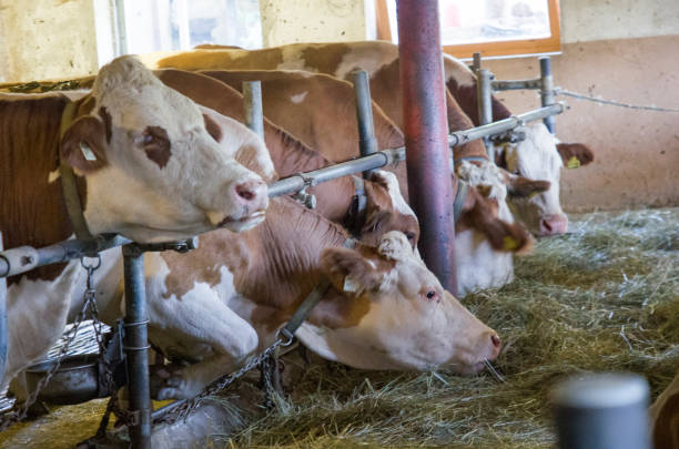 istock milk production, inside the farm where the cows are milked 1220791349