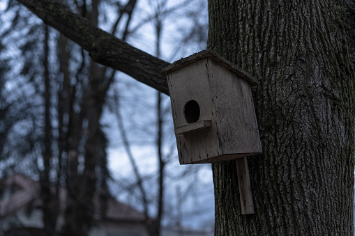 Bird's nest mounted on a tree