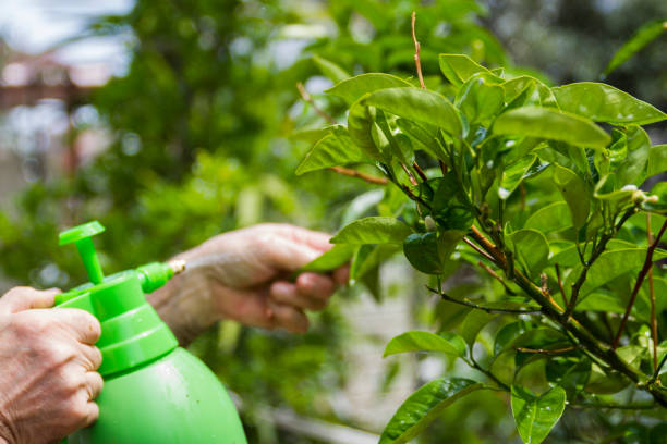 Spraying And Caring For Trees stock photo