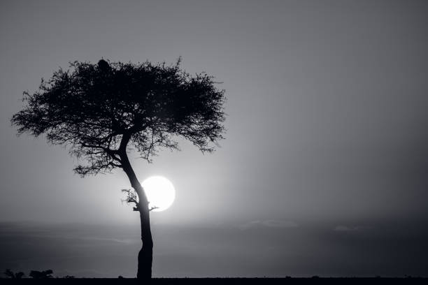 istock Sun setting behind the trunk of a single Acacia tree in Kenya. 1220792831