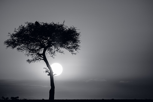 Black and white edit with silhouette of tree