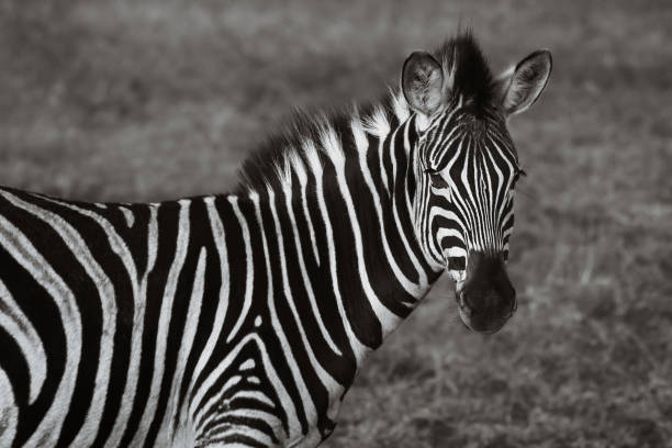 istock Zebra looking at camera in South Africa 1220792837