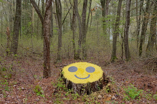Some nice person has painted a Smiley Face on a tree stump in a retirement community for all to enjoy as they take there walks while maintaining social distancing mandated by the Maryland stay-at-home order