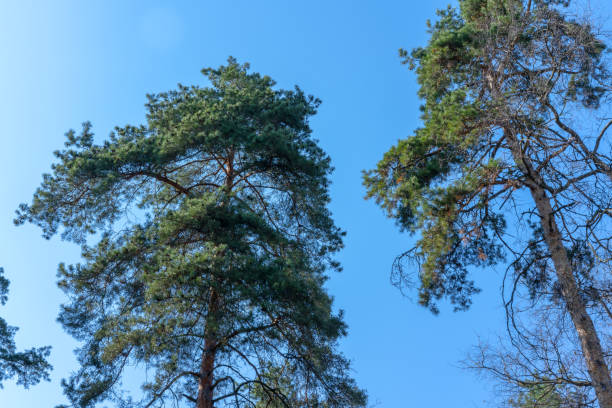 Photo of Tops of tall trees against the sky