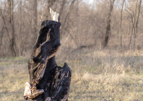 istock A burned felled tree grows in the ground 1220794332