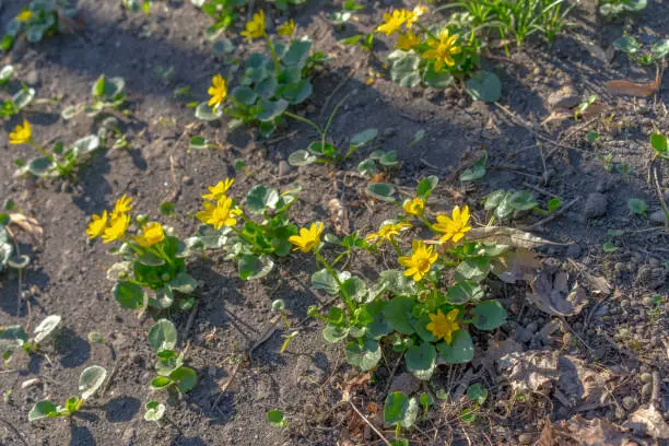 Yellow flowers grow on dry ground