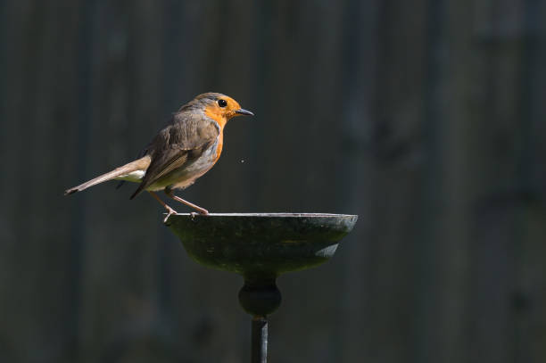 istock Wild robin, erithacus rubecula, perched on suet garden bird feeder 1220794746