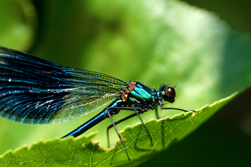 Enallagma cyathigerum Common Blue Damselfly Insect. Digitally Enhanced Photograph.