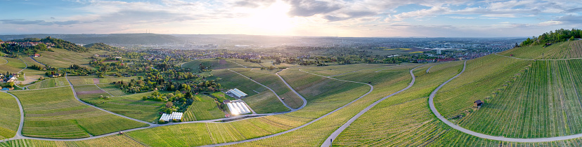 Panoramic view of a vineyard over Stuttgart at sunset in spring
