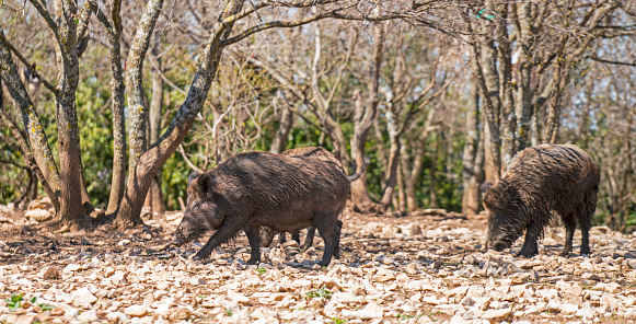 Omnivorous wild pigs and their piglets, grazing