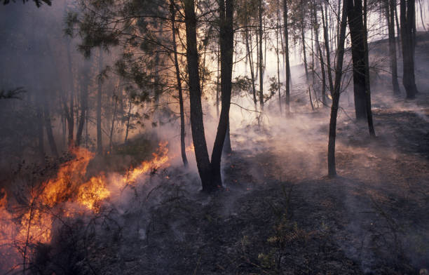 istock Fire in a pine forest Galicia Spain 1220797327