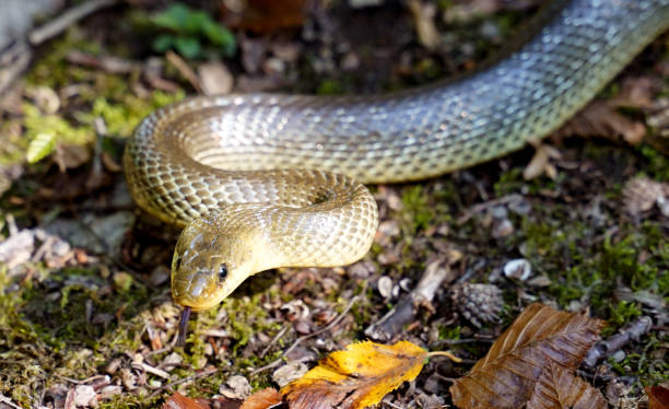 istock Close up of a snake 1220797500