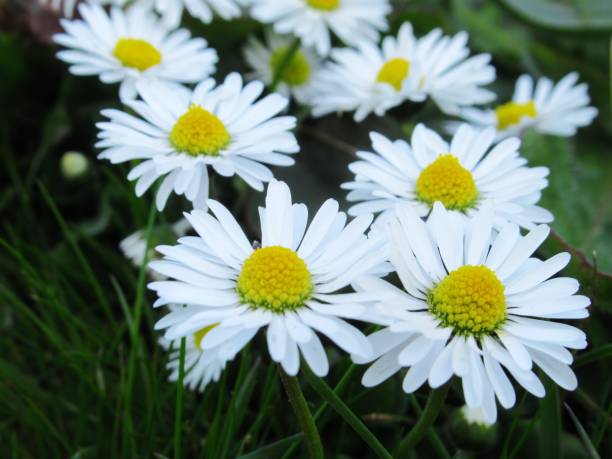 istock Beautiful Bright Closeup White Common Daisy Blooming In Spring 1220797572