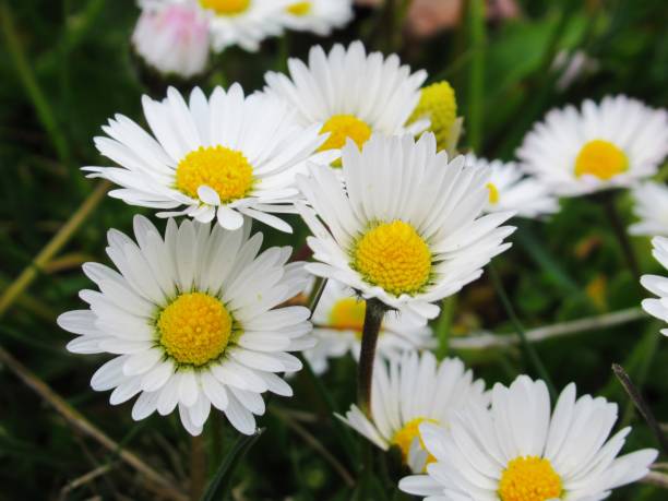 istock Beautiful Bright Closeup White Common Daisy Blooming In Spring 1220797939