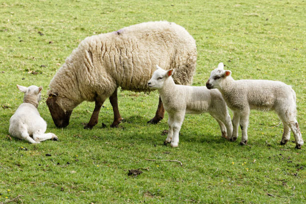 istock The Ewe And The Triplet Lambs 1220798036