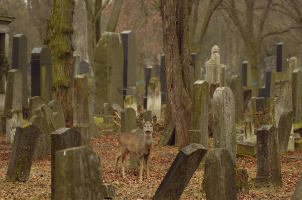 istock Panoramic view of an animal in cemetery 1220798706