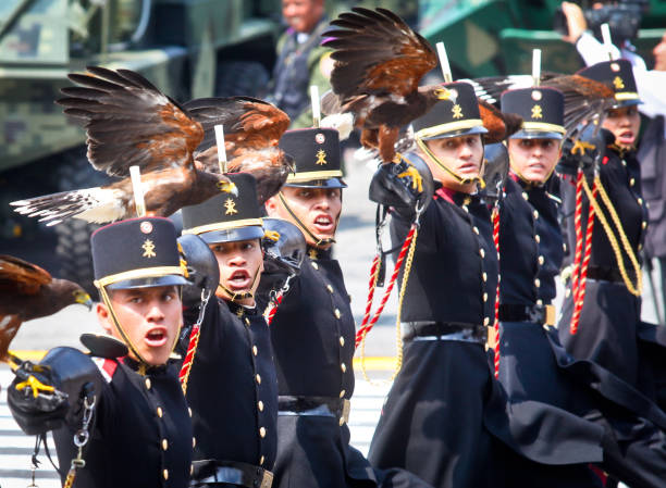 Cadets march with eagles during the Independence Day parade in Mexico City Mexico City, Mexico, September 16 -- Some cadets of the Military Academy with eagles symbol of the Mexican flag march during the parade of the Mexican armed forces in the Zocalo (Central Square) and some main streets of the historic center of Mexico City on the occasion of the Independence Day solemnly celebrated across the country. tank musician stock pictures, royalty-free photos & images