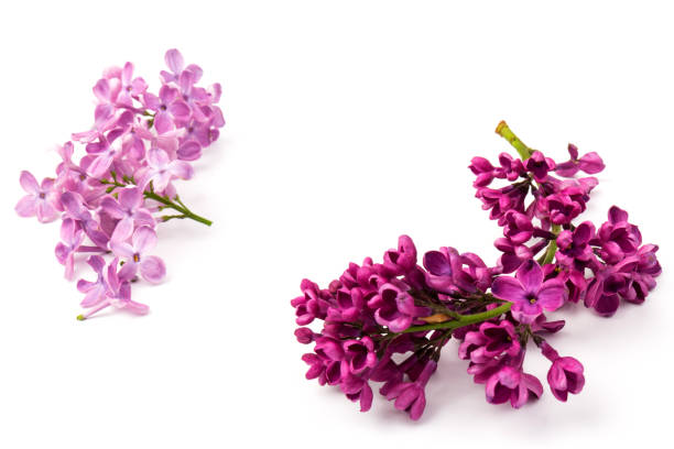 istock Beautiful blossoming lilac on white background. Space for text 1220799464