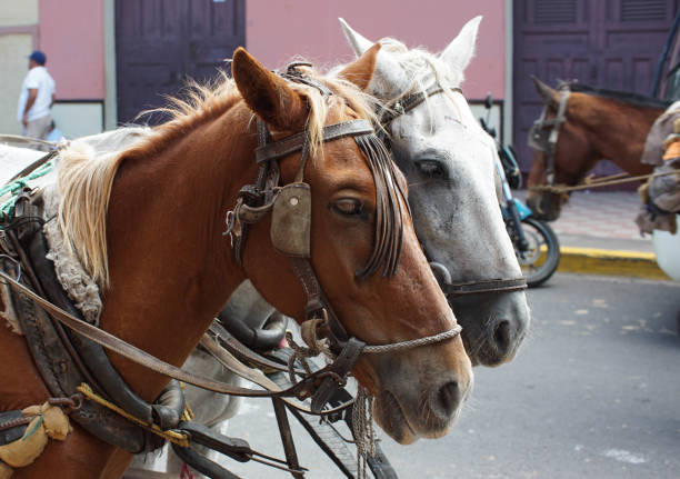 istock Pair of beautiful horses 1220799819