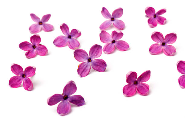istock Beautiful blossoming lilac on white background. Copy space 1220800424
