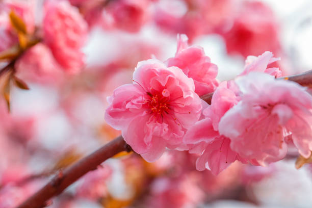 Delicate floral background Macrophotography of soft spring flowers. Delicate floral background. Fresh pink petals on a blurred background. Cream colored flowers. double flower stock pictures, royalty-free photos & images