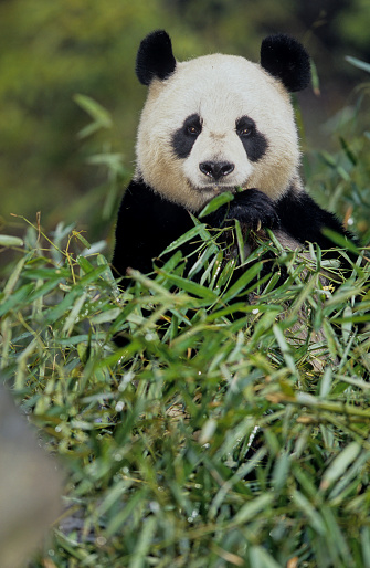Two Giant Pandas eating bamboo, Chengdu, China