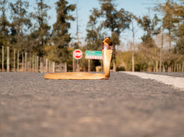 The Cape cobra (Naja nivea) yellow cobra The Cape cobra (Naja nivea) yellow cobra desert snake stock pictures, royalty-free photos & images