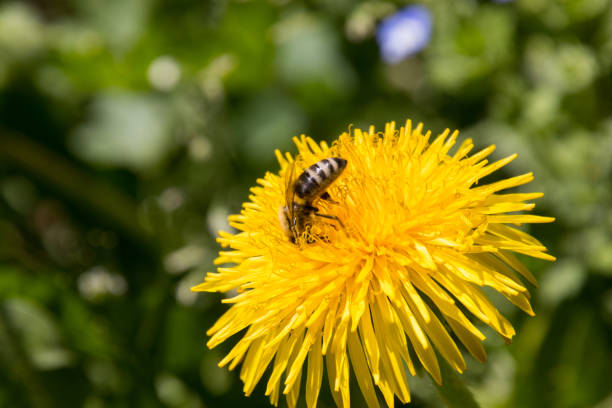 istock Honey Bee busy on a dandelion flower 1220802388