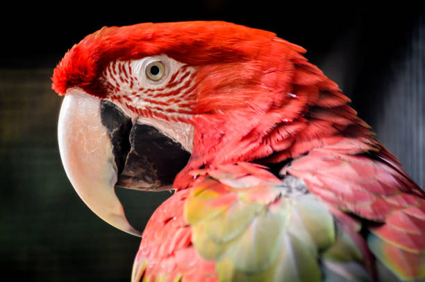 Green-winged Macaw or Red-and-green Macaw (Ara chloroptera), close up portrait Green-winged Macaw or Red-and-green Macaw (Ara chloroptera), close up portrait green winged macaw ara chloroptera stock pictures, royalty-free photos & images