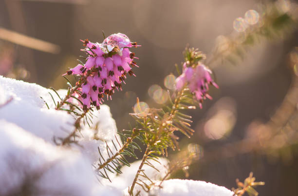 Erica carnea or winter heath Erica carnea or winter heath, winter-flowering heather, spring heath, alpine heath. Evergreen wild flowers. In the snow. erica flower stock pictures, royalty-free photos & images