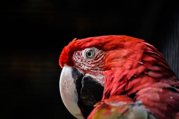 Green-winged Macaw or Red-and-green Macaw (Ara chloroptera), close up portrait Green-winged Macaw or Red-and-green Macaw (Ara chloroptera), close up portrait green winged macaw ara chloroptera stock pictures, royalty-free photos & images