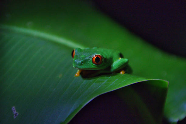 istock night frog on the edge of a leaf 1220806032