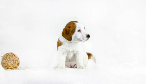 Photo of happy white puppy with red spots Jack raseell terrier sits on a white background with a ball of thread. Age and a half months. Use for advertising the first feeding. Horizontal format