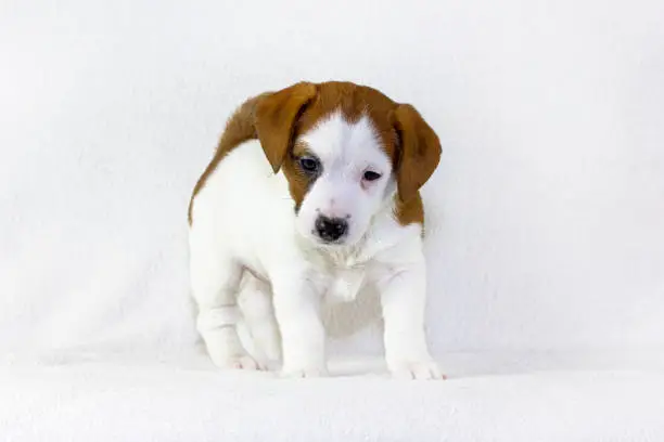 Photo of happy white puppy with red spots Jack raseell terrier makes the first steps on a white background. Age and a half months. Use for advertising the first feeding. Horizontal format