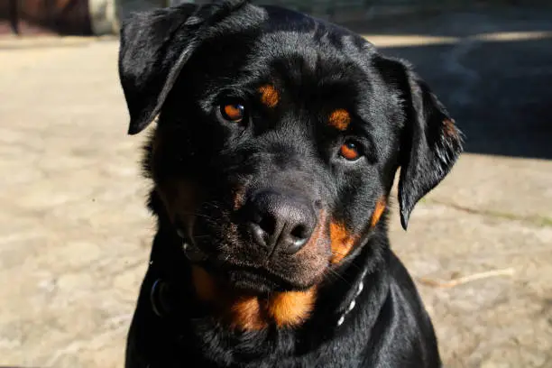 Photo of Rottweiller looking at the camera with his head to the side