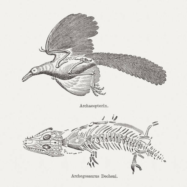 istock Archaeopteryx and Archegosaurus, prehistoric fossils, wood engravings, published in 1893 1220806803