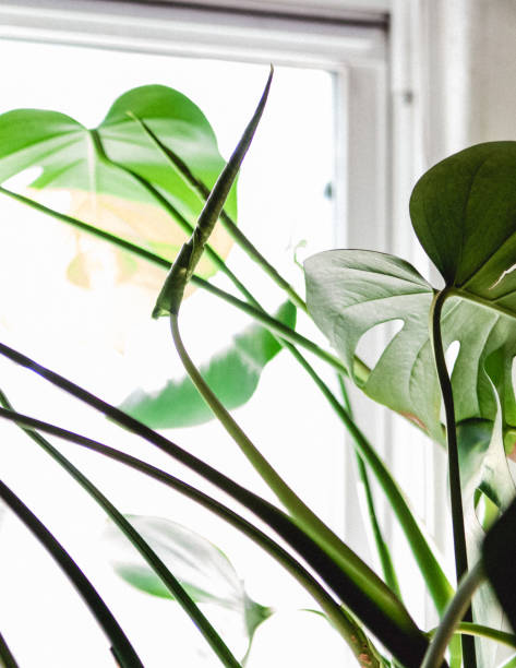 istock New leaf emerges on a monstera house plant 1220807801