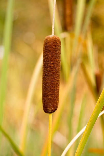 istock Reed plant in autumn 1220808127