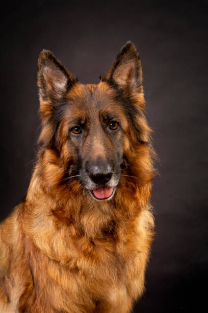 istock A bright German shepherd with a long coat sits on a black background 1220809427