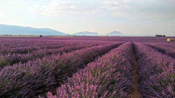 istock Stunning landscape of lavender in rounded rows. 1220809446