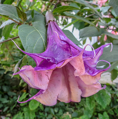 Detailed close-up of vibrant purple and pink Datura (Brugmansia candida) blossom against deep green foliage.