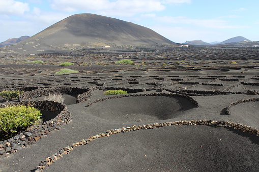 At the bottom of an old volcano, the semicircular low drystone walls protect vine stocks from the wind in the wine growing region of La Geria (Lanzarote, Canary Islands, Spain). The slopes of the circular hollows collect rainwater and dew.
