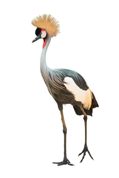 istock Grey Crowned Crane Isolated On White Background. 1220815226