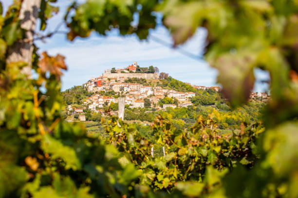 istock Old town on hill visible through vineyard, Motovun. 1220815585