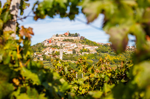 Idyllic scene with view of an old town on a hill visible through the plants in a vineyard