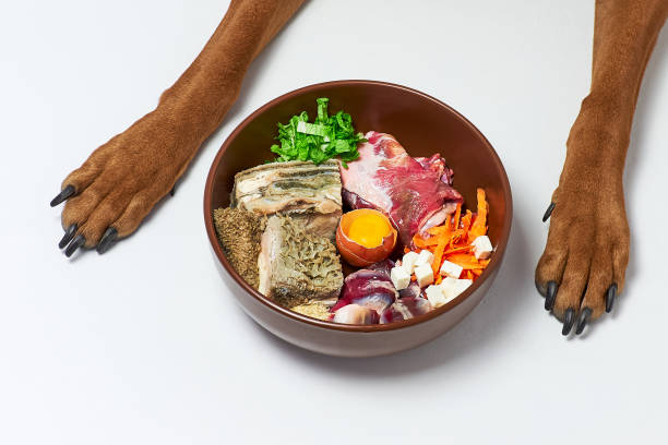 Natural raw dog food in brown bowl on white floor and dog's paws on background. stock photo